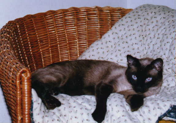 Micky Blue Eyes!