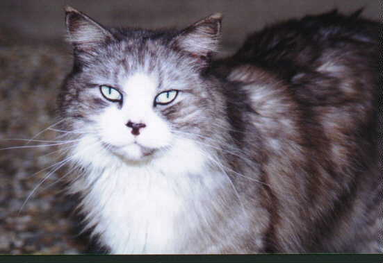 Gray Lady