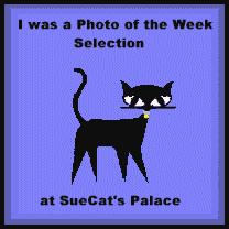 Award for Mushy's Picture!