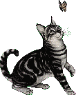 cat looks like the Squeaker!