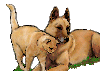 cat and dog