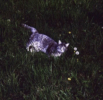 cat1-th.gif