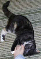 attack.jpg (9138 bytes)
