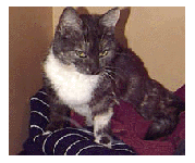 closet.gif (19524 bytes)