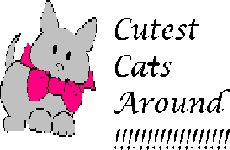 Cutest Cats Around