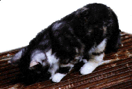 element.gif (11553 bytes)