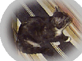harm3.gif (18215 bytes)