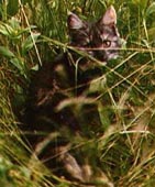 hide.jpg (16917 bytes)
