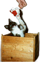 iblomma.gif (15200 bytes)