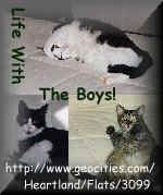 Life with the boys