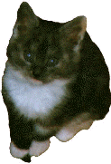 looking.gif (10289 bytes)
