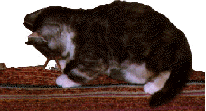 matta.gif (14611 bytes)