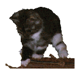 matta2.gif (6372 bytes)