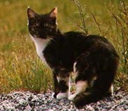 model.jpg (14969 bytes)