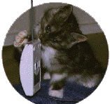 mymus.gif (11808 bytes)