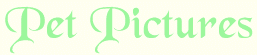 pet.gif (3553 bytes)