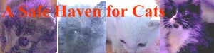 A Safe Haven for Cats