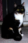 Sitter2.JPG (7738 bytes)