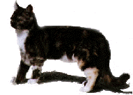standing.gif (8532 bytes)