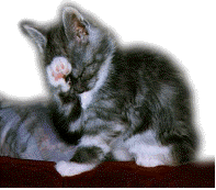 wash1.gif (17339 bytes)