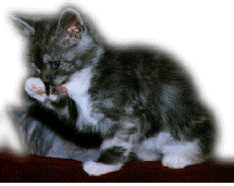 wash2.gif (17854 bytes)