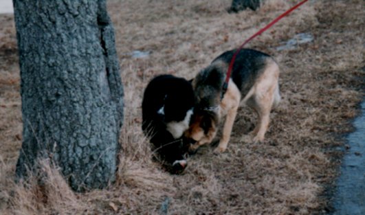 /user/puppy001.JPG