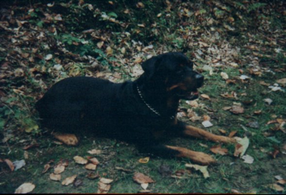 /user/rott001.JPG
