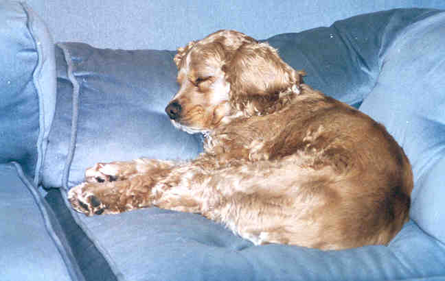 sleeping on sofa