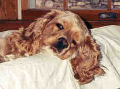snoozing