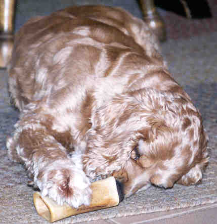 chewing marrow bone