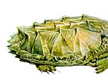 Snapping Turtle