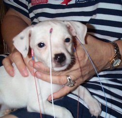 Puppy being BAER tested
