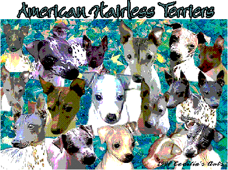 American Hairless Terriers