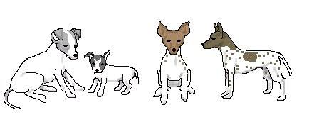 American Hairless Terriers