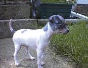 Lizzie the American Hairless Terrier