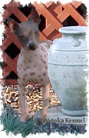 American Hairless Terrier