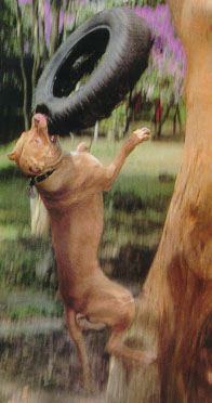pitbull1.JPG (25047 bytes)
