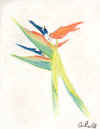BirdsofParadise.jpg (25435 bytes)