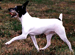 "This is my trot!"