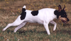 "Something's moving in the grass!"