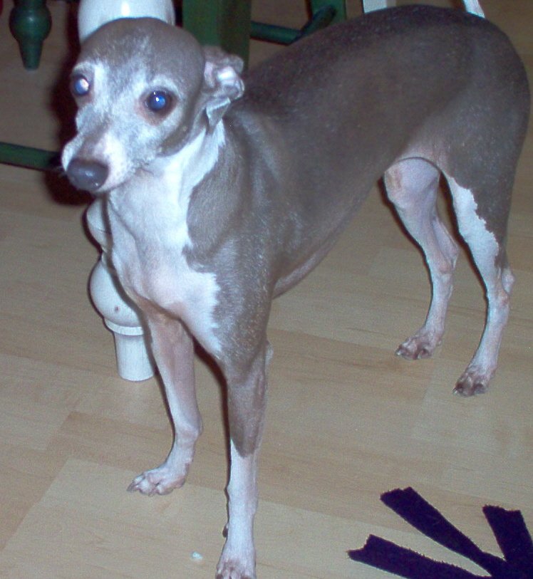poquita.jpg (96974 bytes)