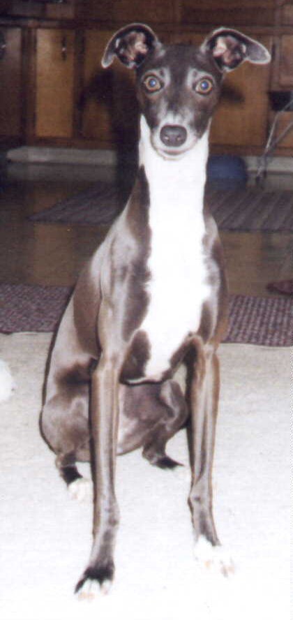 shania2.jpg (49848 bytes)