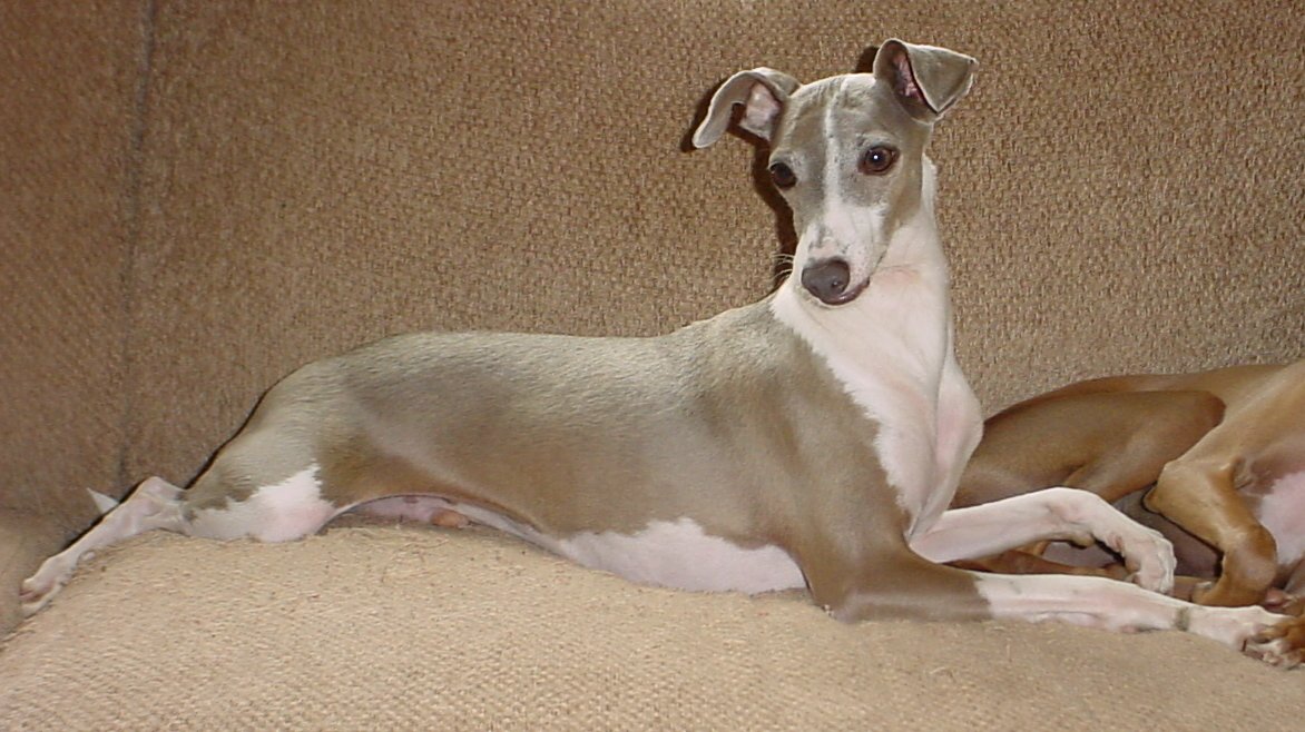 smokey5.jpg (156660 bytes)