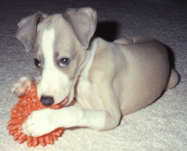 sydpup.gif (76857 bytes)