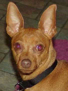 Bobby Joe