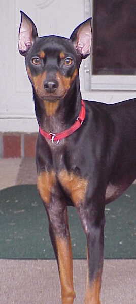 Buddy
