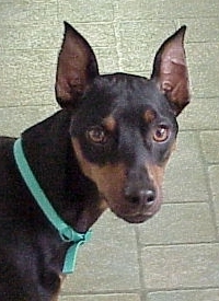 Buddy 2933