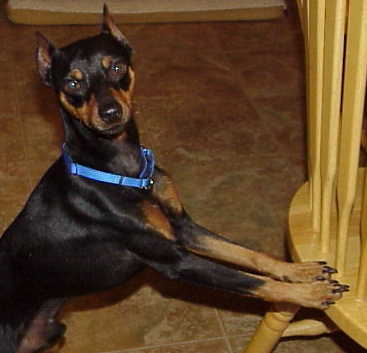 Duke