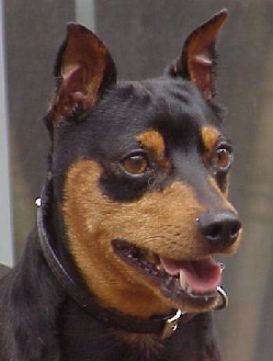 Buddy