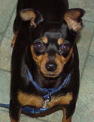 Fawn Bean